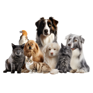 Animal de companie